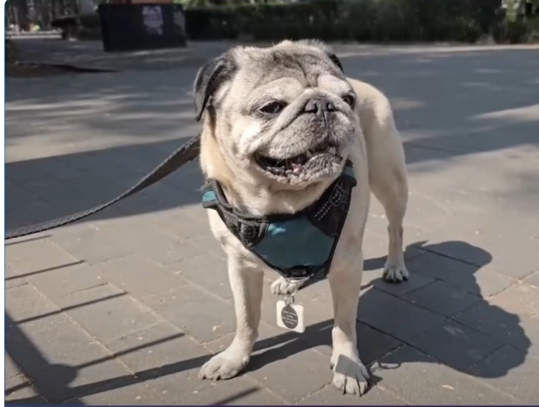 Cuida bien a tu mascota