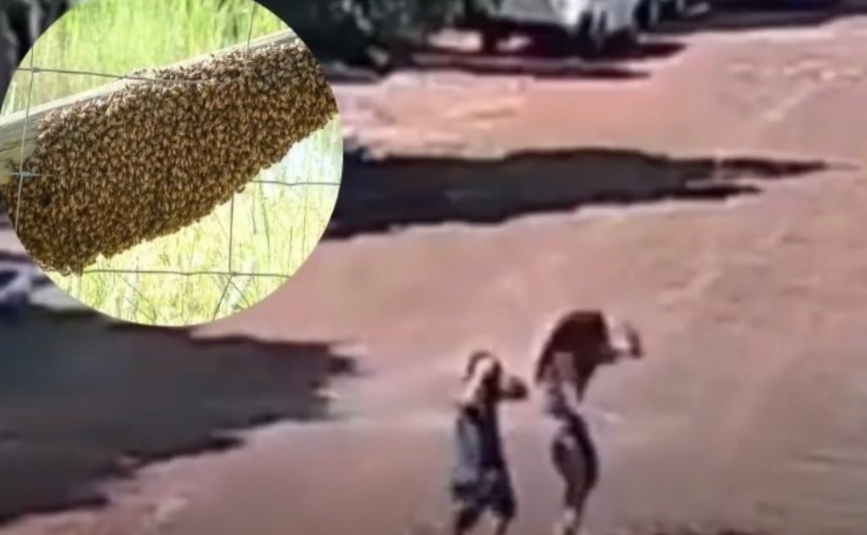 Avispas atacan a niños y matan a un perro en Hernandarias