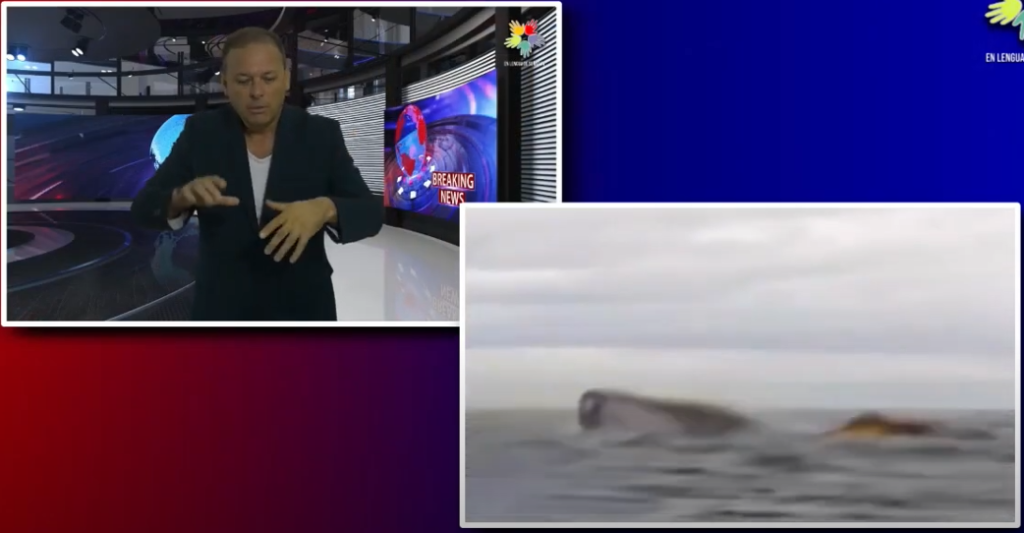 Viral fue tragado por una ballena y quedó grabado en un video