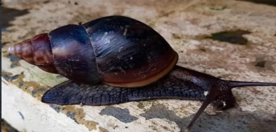 Confirman presencia de caracol africano en Triple Frontera y recolectan 50 ejemplares