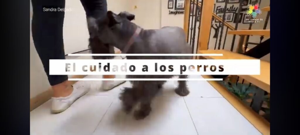 Cómo Cuidar a un Perro Mayor: Consejos para su Bienestar.