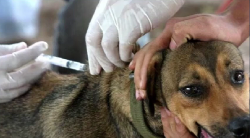 Servicios veterinarios gratuitos refuerzan la prevención de enfermedades zoonóticas