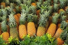 El auge del cultivo de piña impulsa el crecimiento económico rural