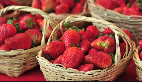 🍓 Areguá se llena de sabor: Ruta de la Frutilla rompe récords en producción