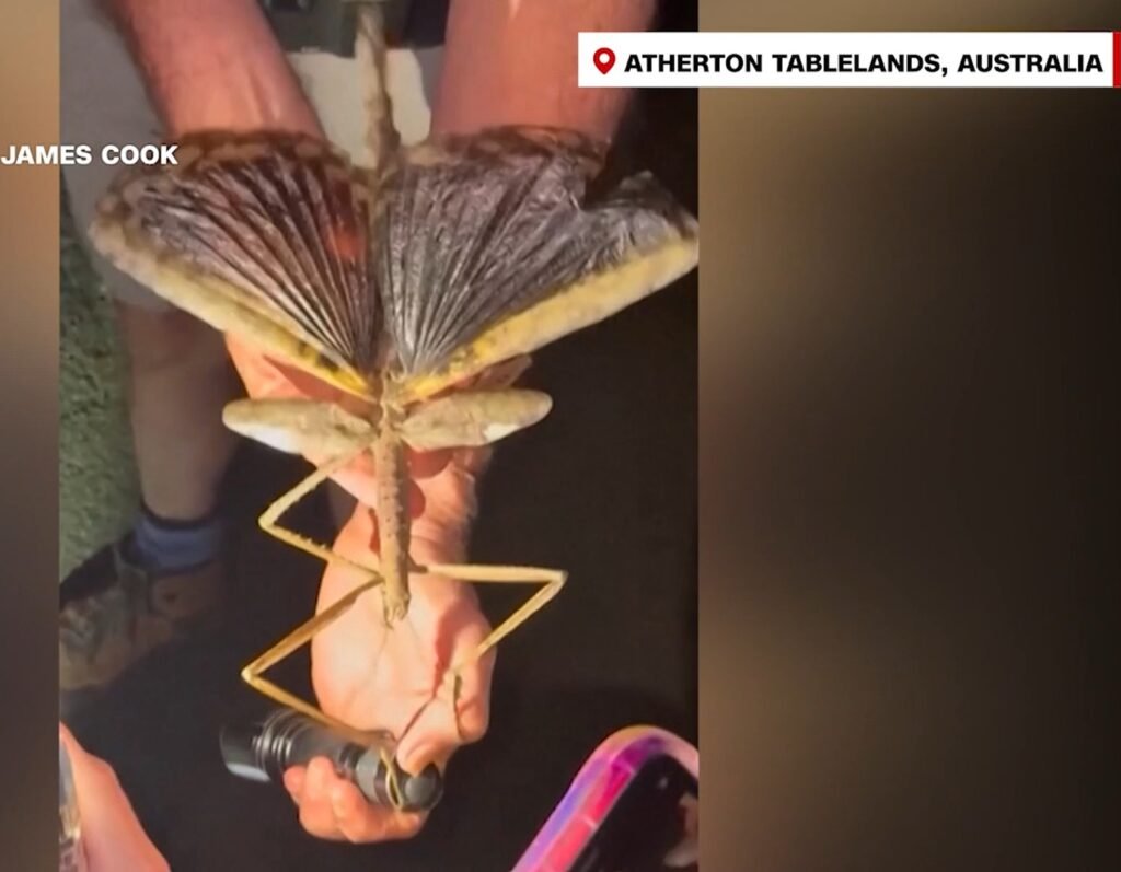 CURIOSIDAD CIENTÍFICA – El insecto palo más pesado de Australia