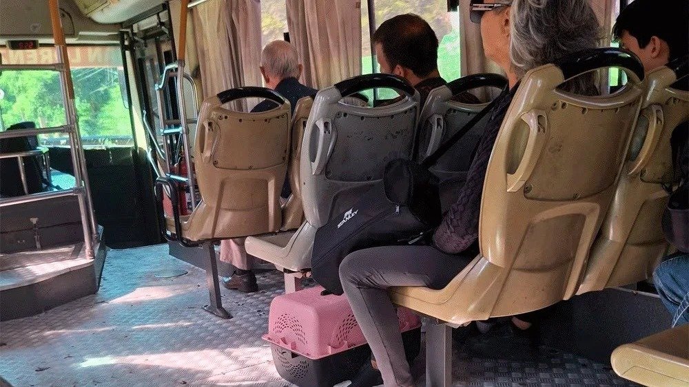 Los nuevos requisitos para llevar mascotas en buses y el avance hacia un servicio más inclusivo.