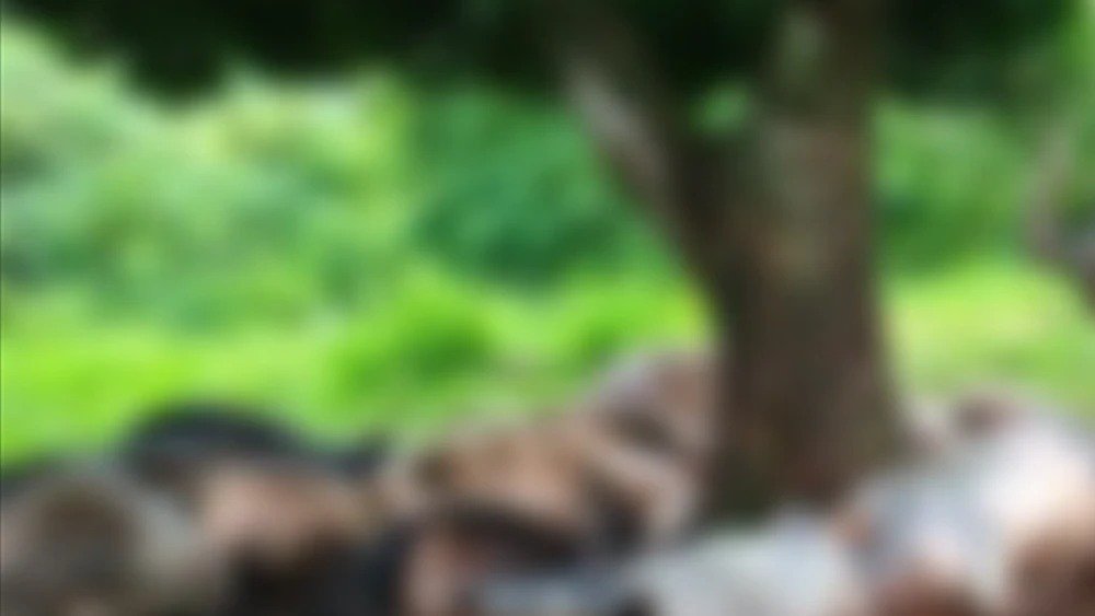 Temporal en Guairá efectos en el ganado