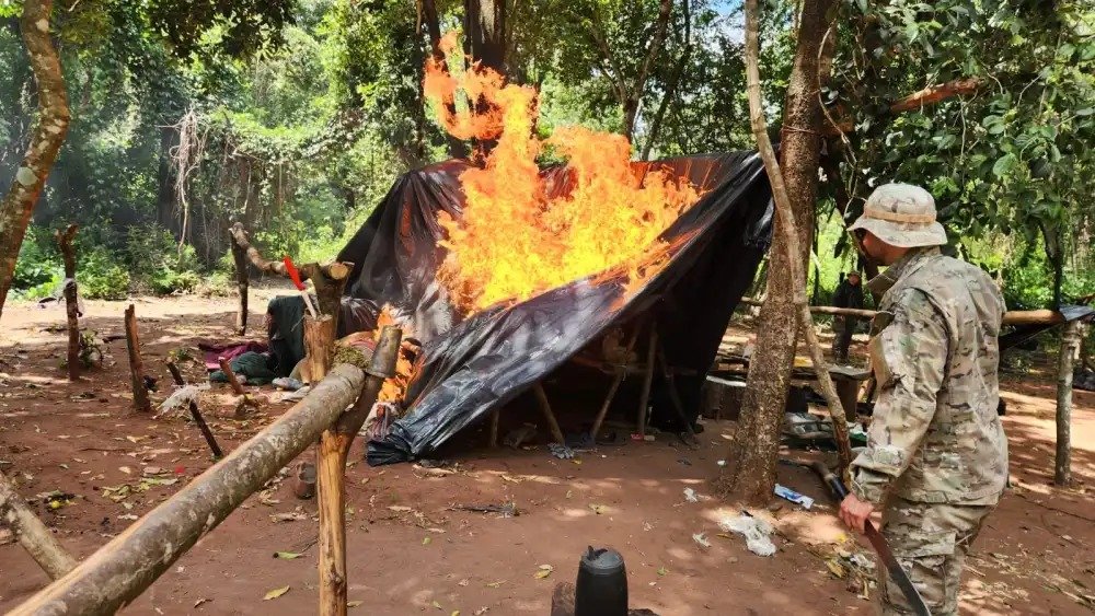 Senad destruye marihuana en Concepción