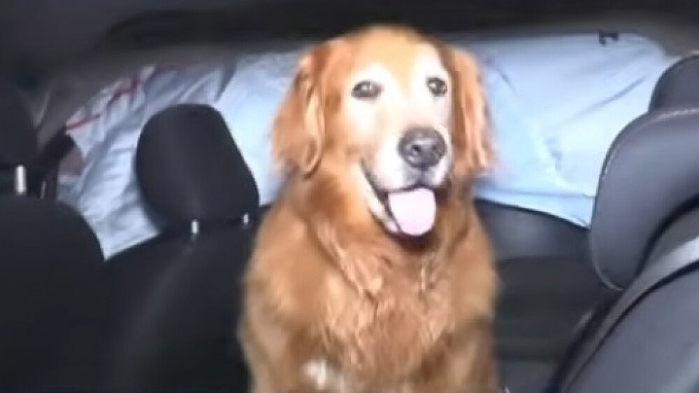 Accidente en Asunción: joven fallece y su mascota sobrevive