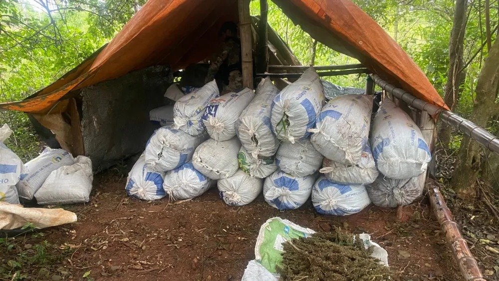 🌿 Golpe al narcotráfico en Canindeyú