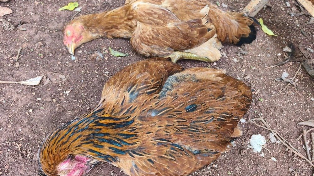 🐔 Senacsa investiga muerte de gallinas en Ñacunday