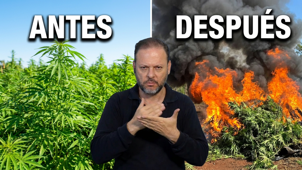 Senad destruye 18 toneladas de marihuana | Bella Vista Norte