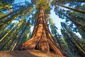 Día Mundial del Árbol: expertos alertan sobre deforestación en Paraguay