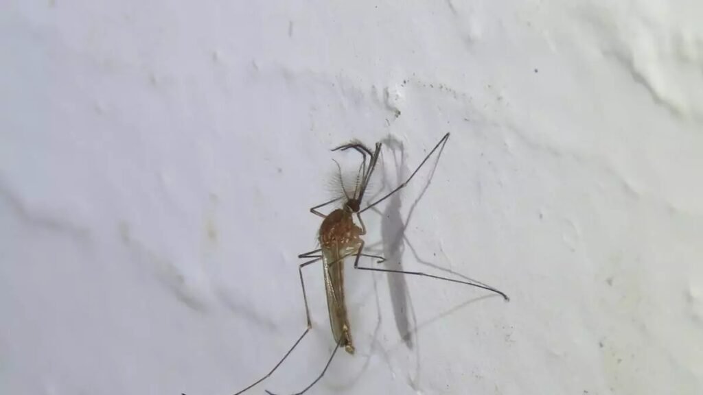 Primer foco del virus del Nilo en Canarias